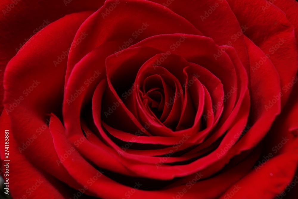 flower flower