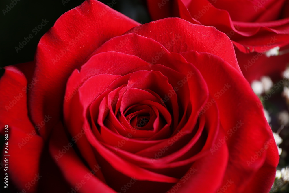 flower flower