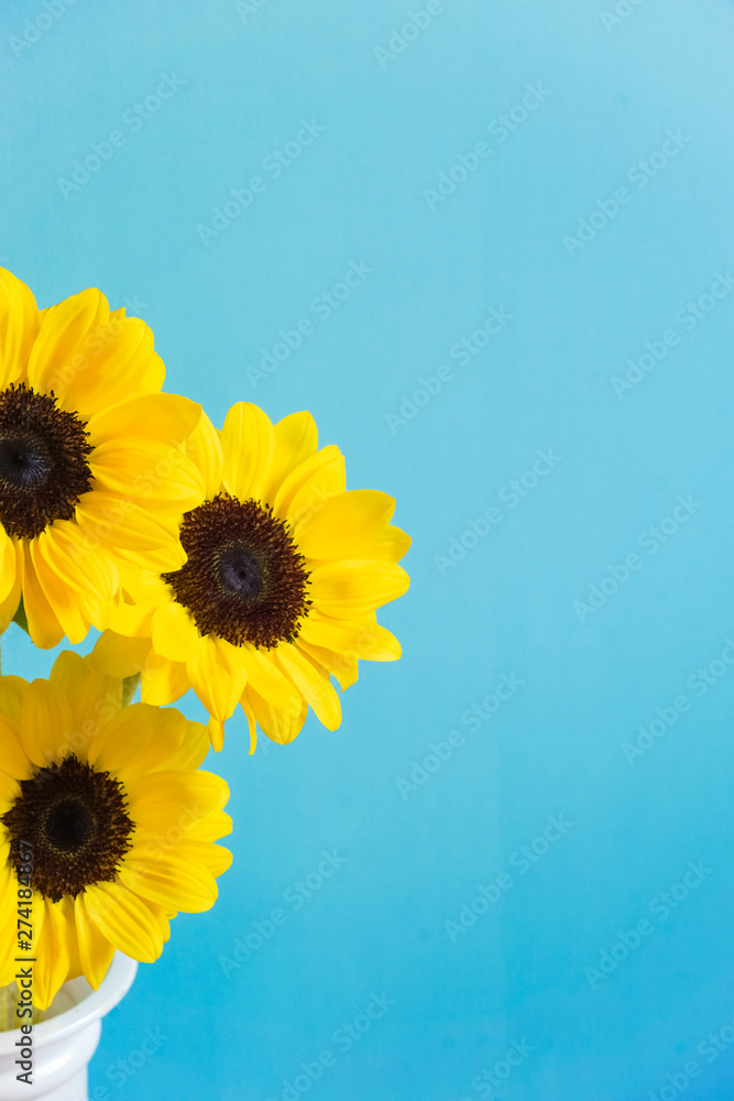 Obraz premium Sunflower, light blue background. ひまわり 水色背景