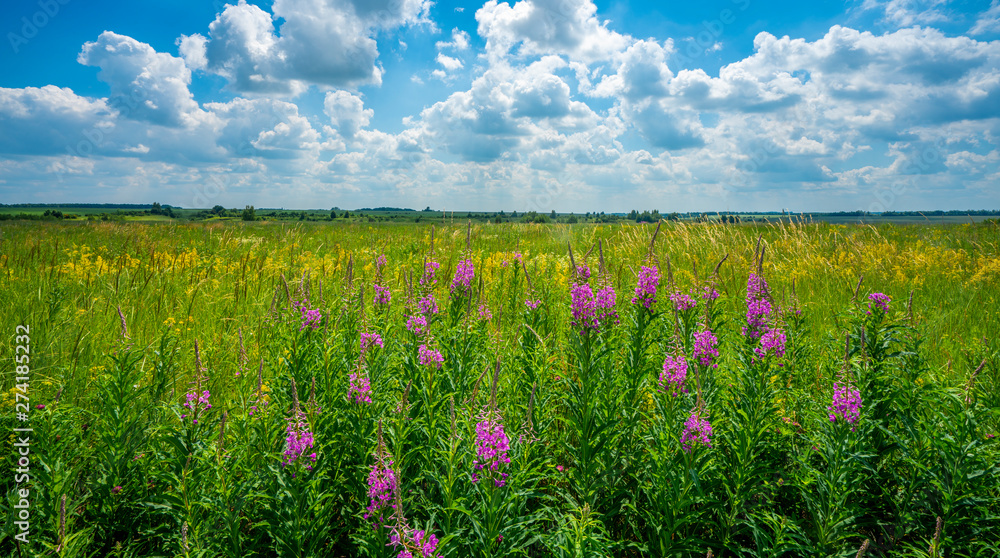 meadow with wildflowers and Ivan tea on the background of bright blue summer sky