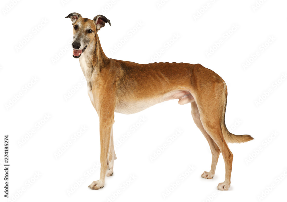 Obraz premium Russian sight hound dog&nbsp;isolated on a white