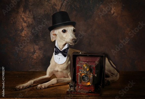Cute Italian Greyhound dog with a vintage camera photo
