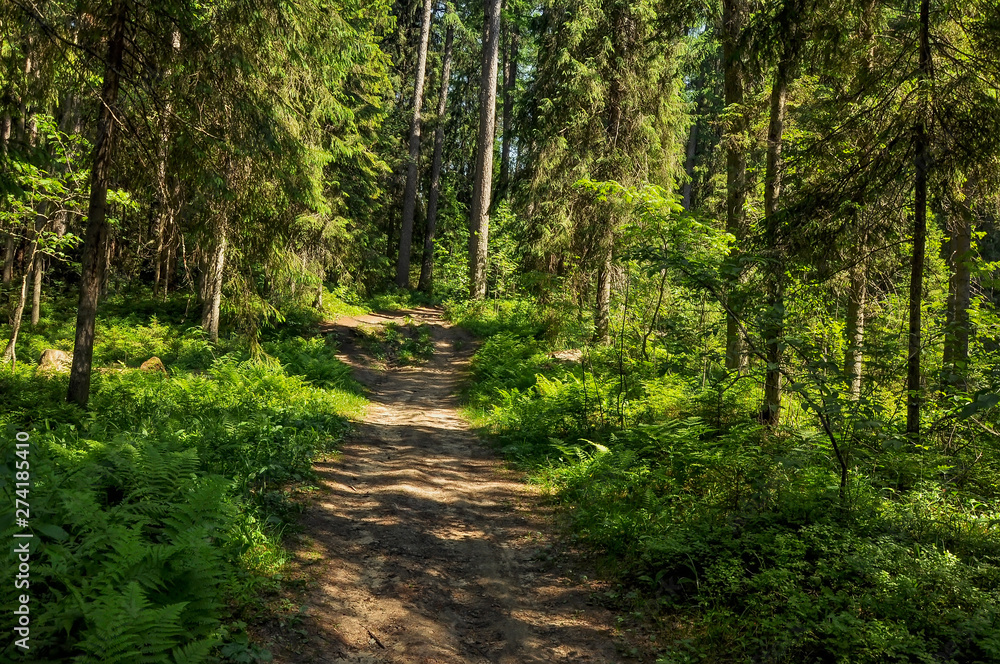 Summer shady alleys in the Park on the lake.