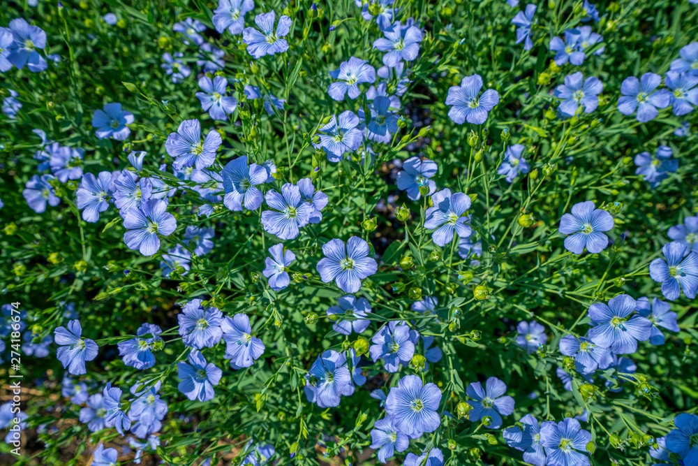 blue flax flowers close-up on green background
