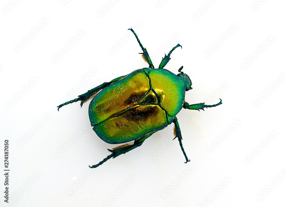Naklejka premium Green beetle isolated on white