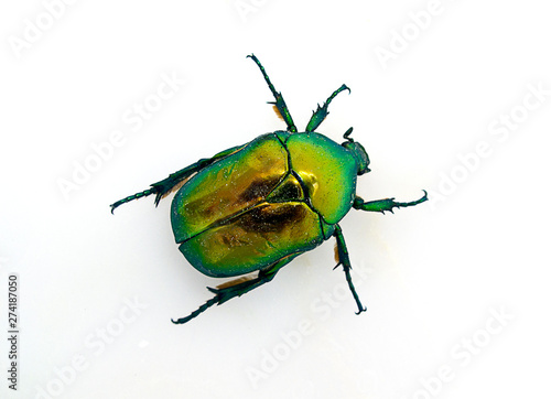 Green beetle isolated on white