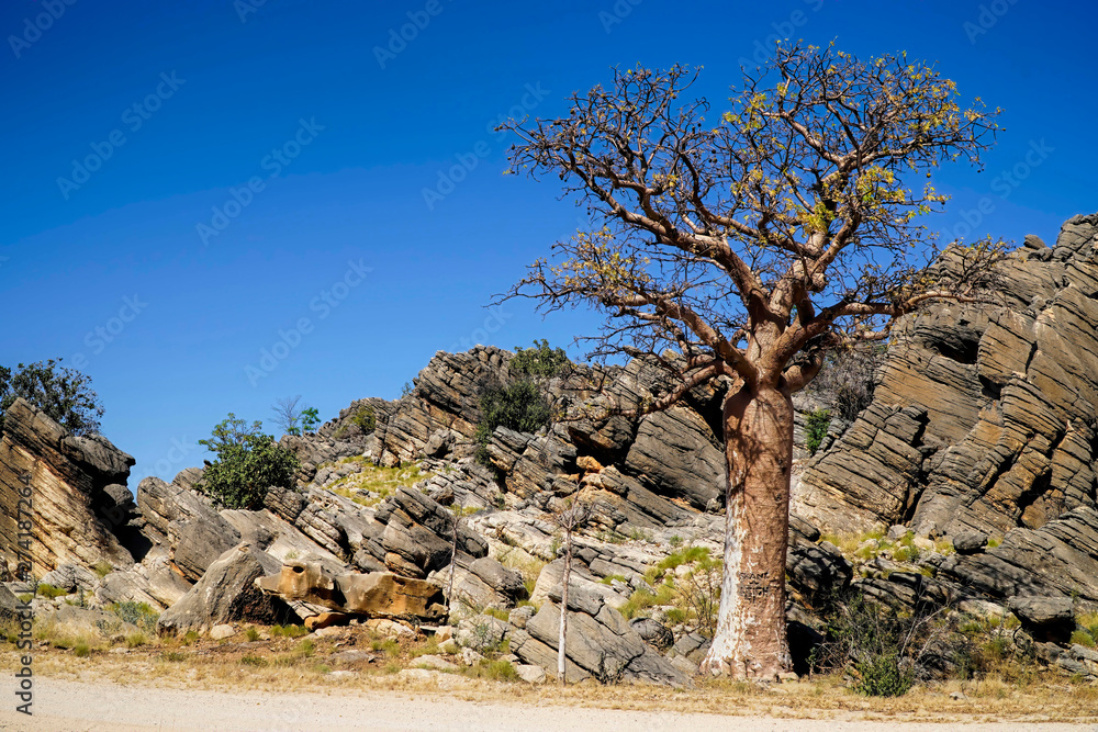 Boab Trees rocks and blue sky