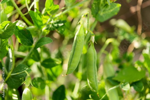 green peas growing