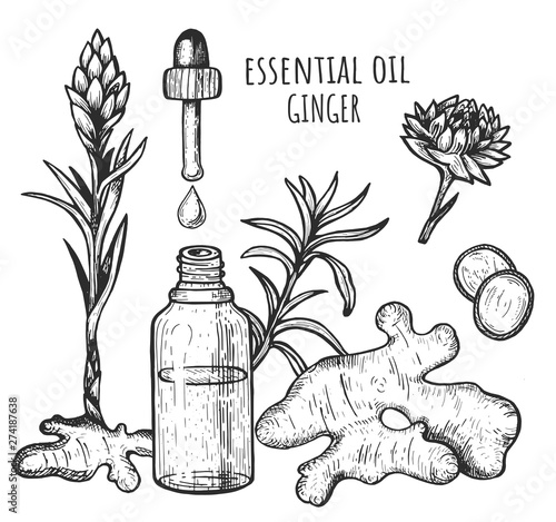 Ginger essential oil. Hand drawing. Vector illustration