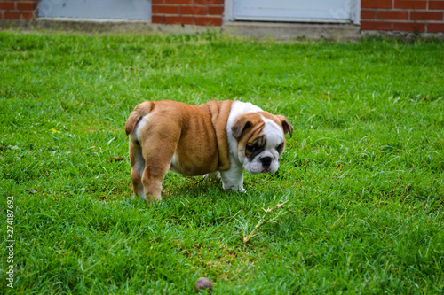 Fototapeta Naklejka Na Ścianę i Meble -  English Bulldog Puppy in Yard