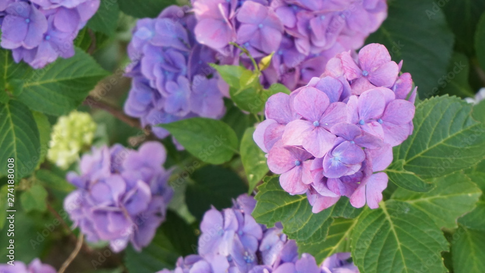 和の情緒溢れるアジサイ！