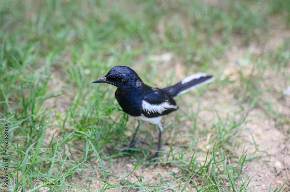 Oriental magpie robin, Tiny bird standing on grass in countryside Oriental magpie robin, Tiny bird standing on grass in countryside
