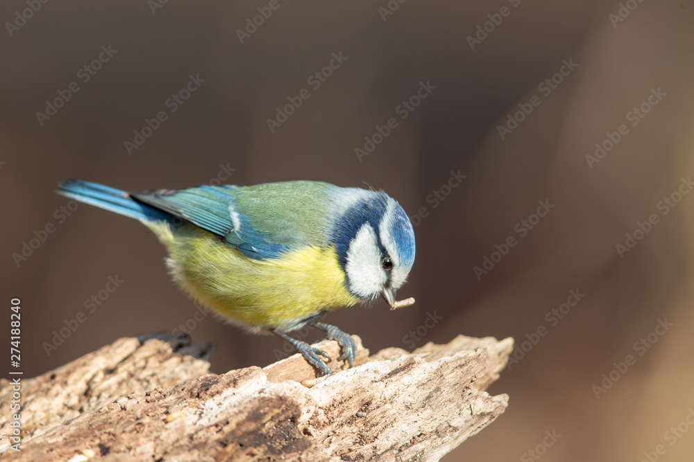 Blue Tit (Cyanistes caeruleus) in the nature protection area Moenchbruch near Frankfurt, Germany. Blue Tit (Cyanistes caeruleus) in the nature protection area Moenchbruch near Frankfurt, Germany.