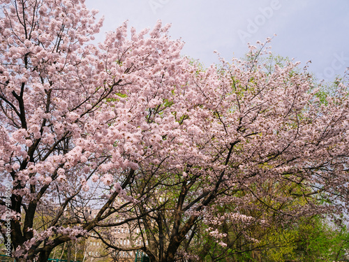 Sakura Blossom at a city park in Tokyo  Japan