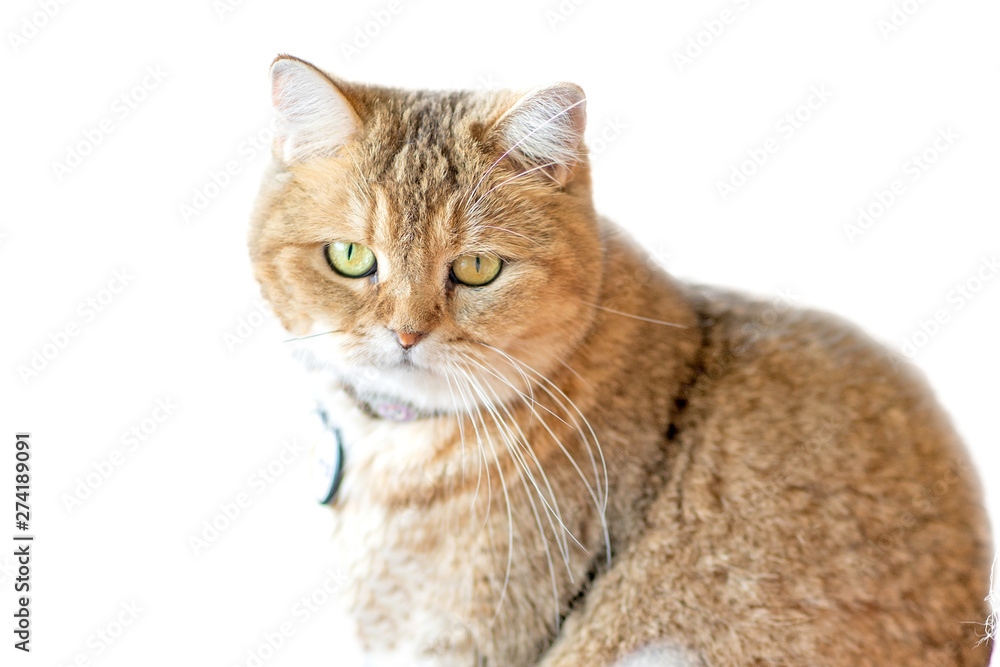Brown cat on a white background.soft focus.