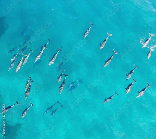 Pod of dolphins