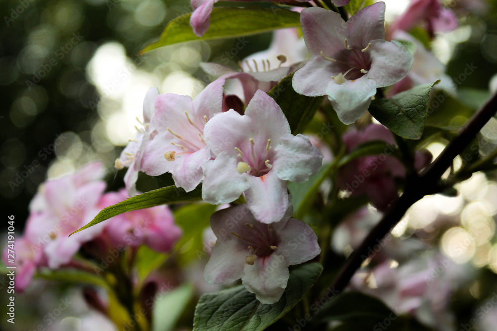 Fototapeta premium flowers of cherry tree