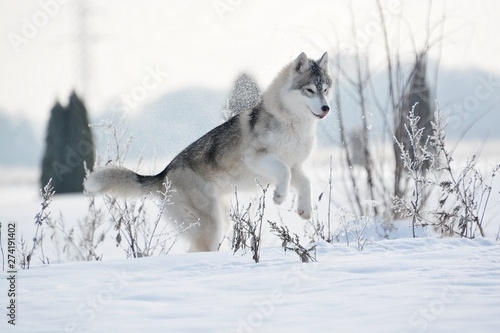 Siberian Husky in Snow