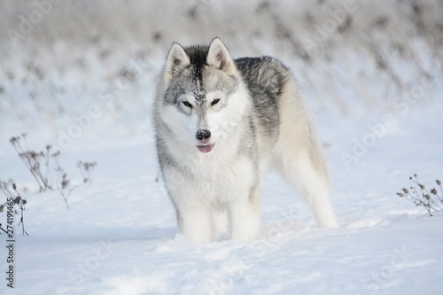 siberian husky dog in snow © Елена Межирова