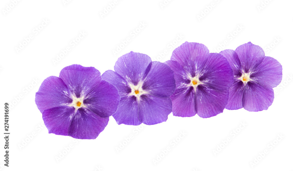 flower phlox isolated flower phlox isolated