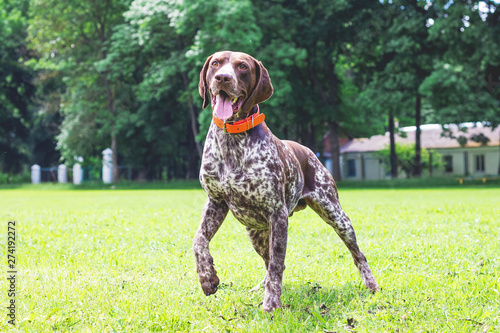 Tablou pe pânză German shorthaired dog is running on the lawn grass in the park_