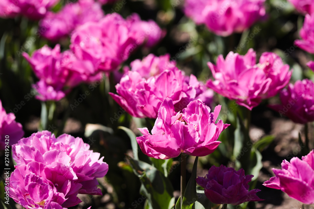 Beautiful bouquet of tulips nature background. Beautiful bouquet of tulips nature background.
