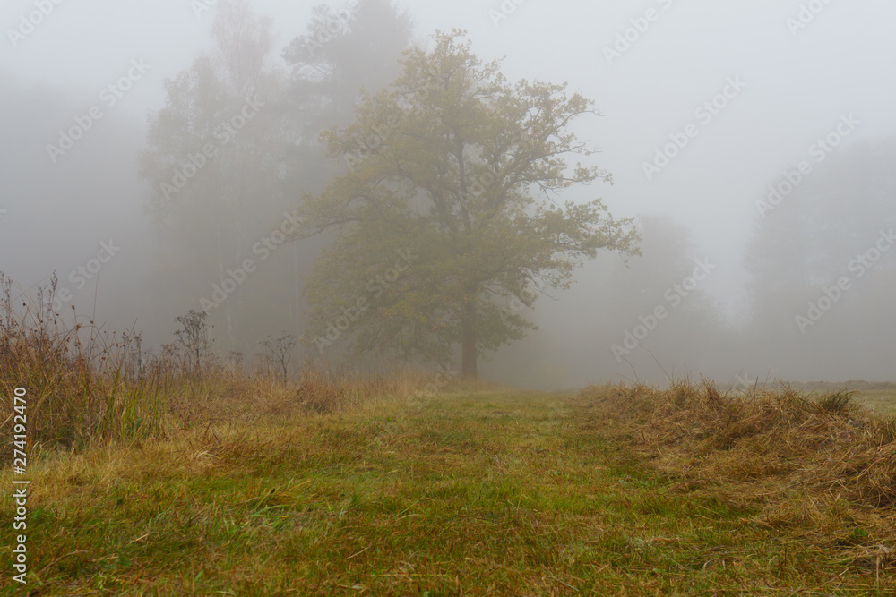 Nebel. Nebel.