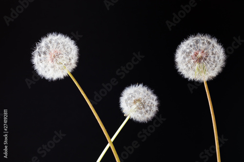 Dandelion clock  close-up  macro - Image .