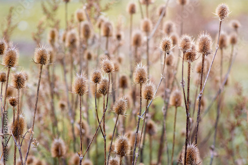 Dry weeds on the bank of the river in the autumn_