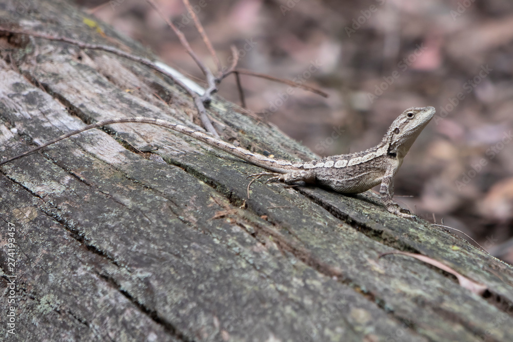 A small lizard sitting on a dead tree stump lying on the ground