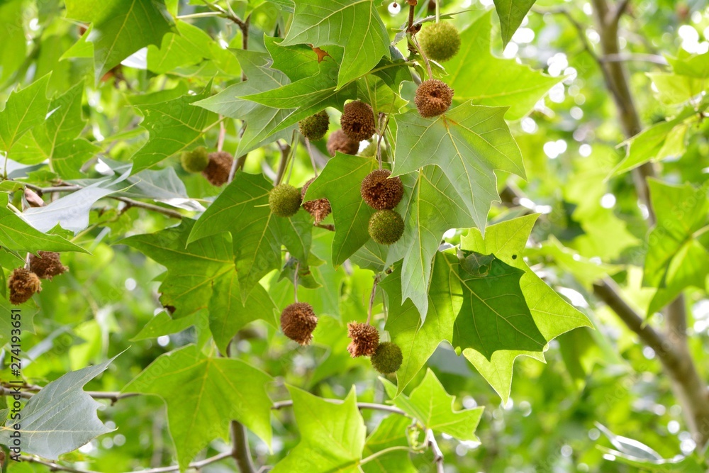 アメリカスズカケノキの球形の果実 Stock 写真 Adobe Stock
