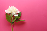 Beautiful fresh peony flower on color background