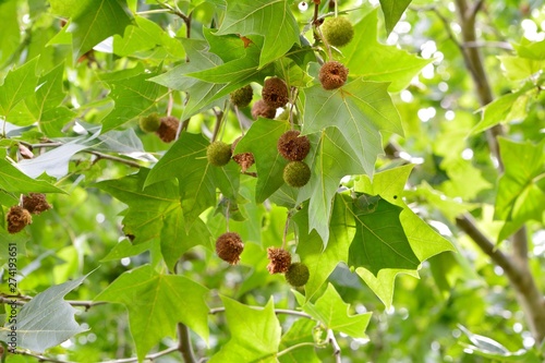 アメリカスズカケノキの球形の果実 Stock 写真 Adobe Stock