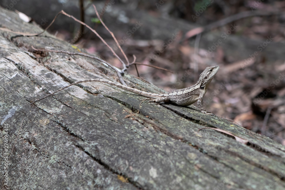 A small lizard sitting on a dead tree stump lying on the ground A small lizard sitting on a dead tree stump lying on the ground