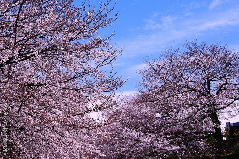 恩田川の桜