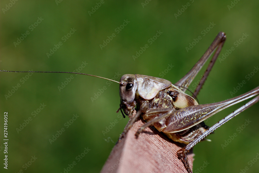 Fototapeta premium long-legged grasshopper sitting on a tree
