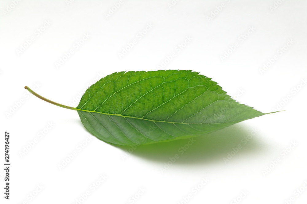 Obraz premium green leaf isolated on white background