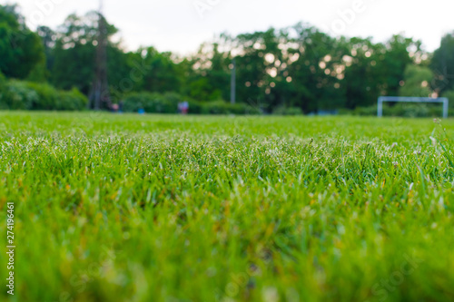 grass close-up. in the background gates