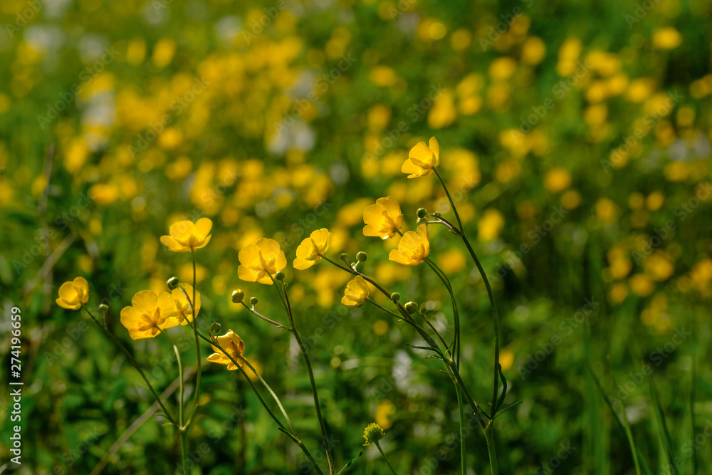 Obraz premium Wiese voller Hahnenfuß (Ranunculus)