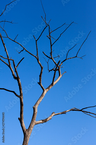 dead tree on blue sky