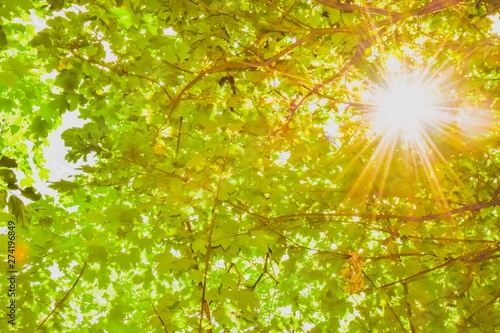 Obraz na płótnie De focused image of the sun shining trough branches with green leaves