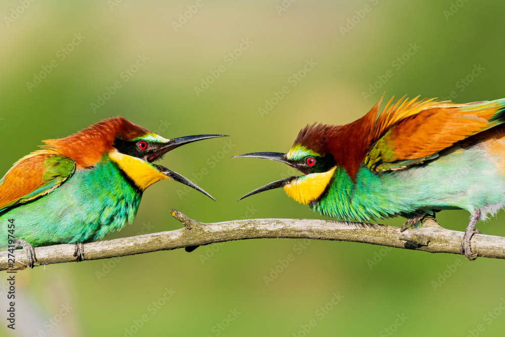 bee-eaters are conflicting sitting on a branch