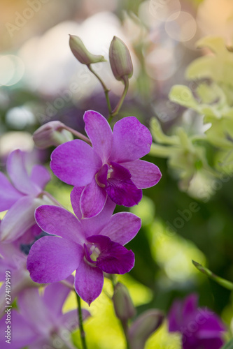 Purple orchids flower