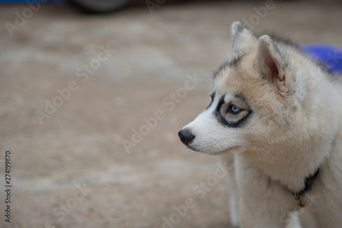 White Siberian Husky puppy