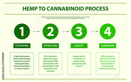 Hemp to Cannabinoid Process horizontal infographic illustration about cannabis as herbal alternative medicine and chemical therapy, healthcare and medical science vector.