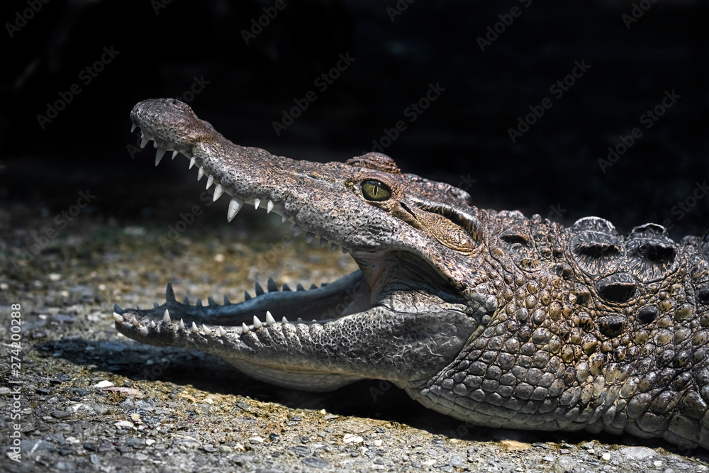 Philippine crocodile on the ground in its enclosure. Latin name - Crocodylus mindorensis Philippine crocodile on the ground in its enclosure. Latin name - Crocodylus mindorensis