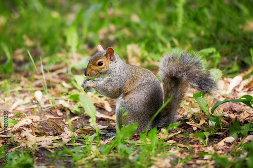 Eastern gray tree squirrel eating leaf in the forest