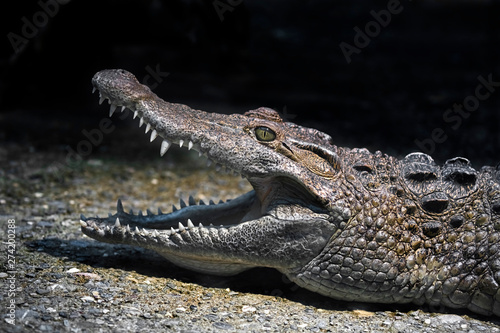 Philippine crocodile on the ground in its enclosure. Latin name - Crocodylus mindorensis © Mikhail Blajenov