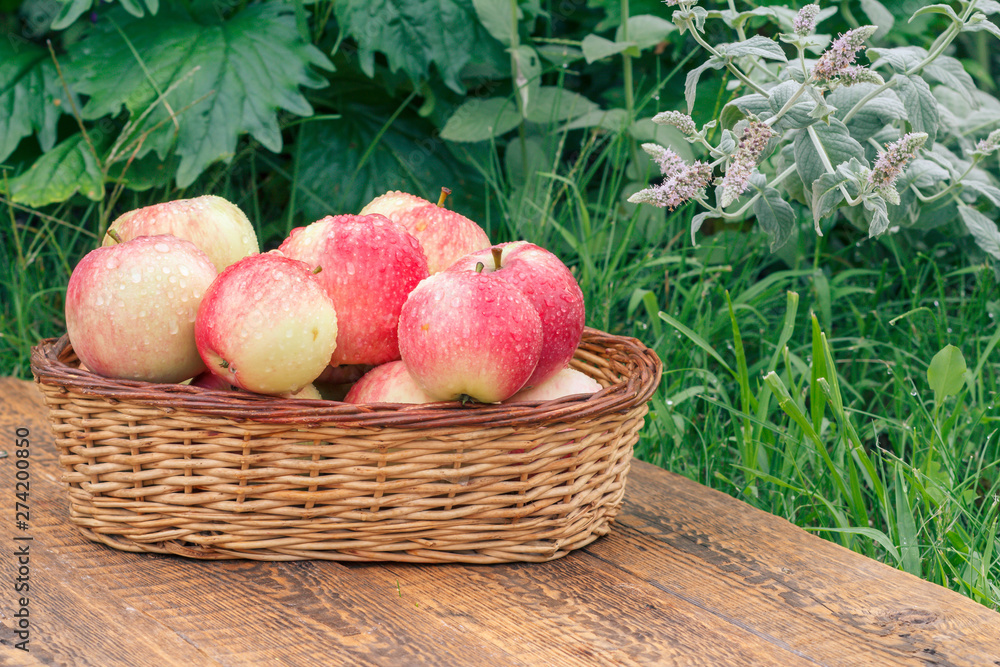 Just picked apples in a wicker basket on wooden boards with plants on the background