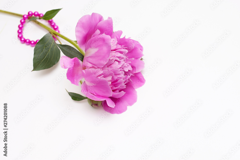 Beautiful pink peony flowers on white background with copy space for your text